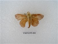 藏品(斜紋枯葉蛾)的圖片